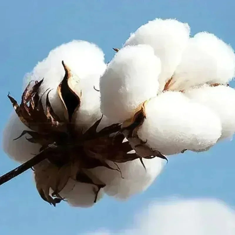 Jesus Is King Harajuku Hoodie