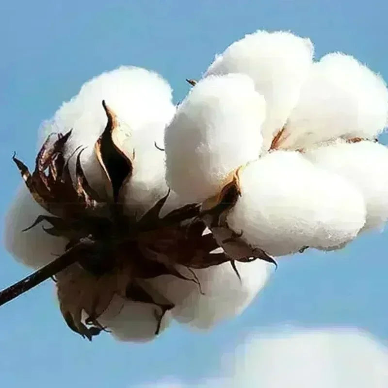 Christian Gothic Band Hoodie